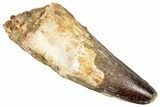 Real Fossil Spinosaurus Tooth - Huge Dinosaur Tooth #351623-1